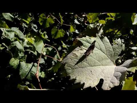 Video: Buddleia Leaf Spot - Бабочка бадалынын жалбырактарындагы күрөң тактардын пайда болушуна эмне себеп болот