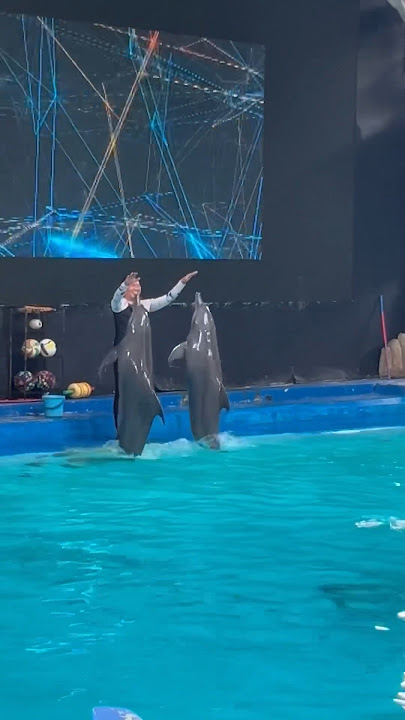 Lumba Lumba lucu 😍 #dolphin #shorts #youtubeshort
