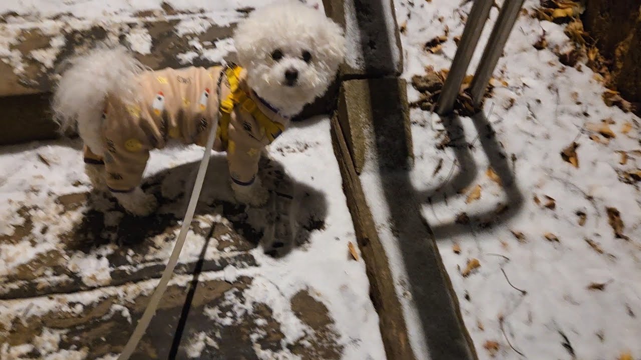 계단에좋아하는 눈이있어도 빨리 뛰지않고 엄마꼭 기다려주는보리 
