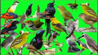 suara pikat semua jenis burung paling ampuh