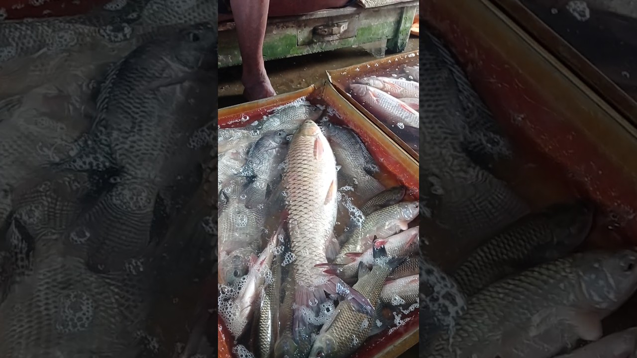 Amazing Fish Market Video. 