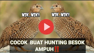 ⭐SUARA PIKAT BURUNG PUYUH HUTAN JANTAN DAN BETINA//SANGAT AMPUH💯‼️