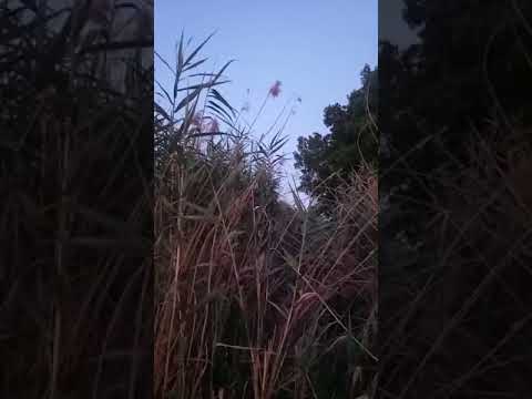 بلبول المطوعة إم الرصاص