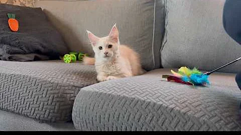 Video 10982981: maine coon kitten, maine coon toys, dog maine coon, cat