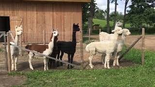 Alpaca Alarm Sounds