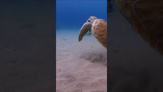 The turtle's shell is very important