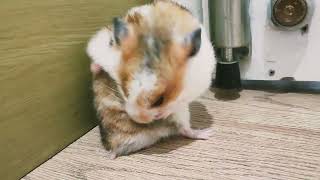 What Are You Doing, Hamster ?