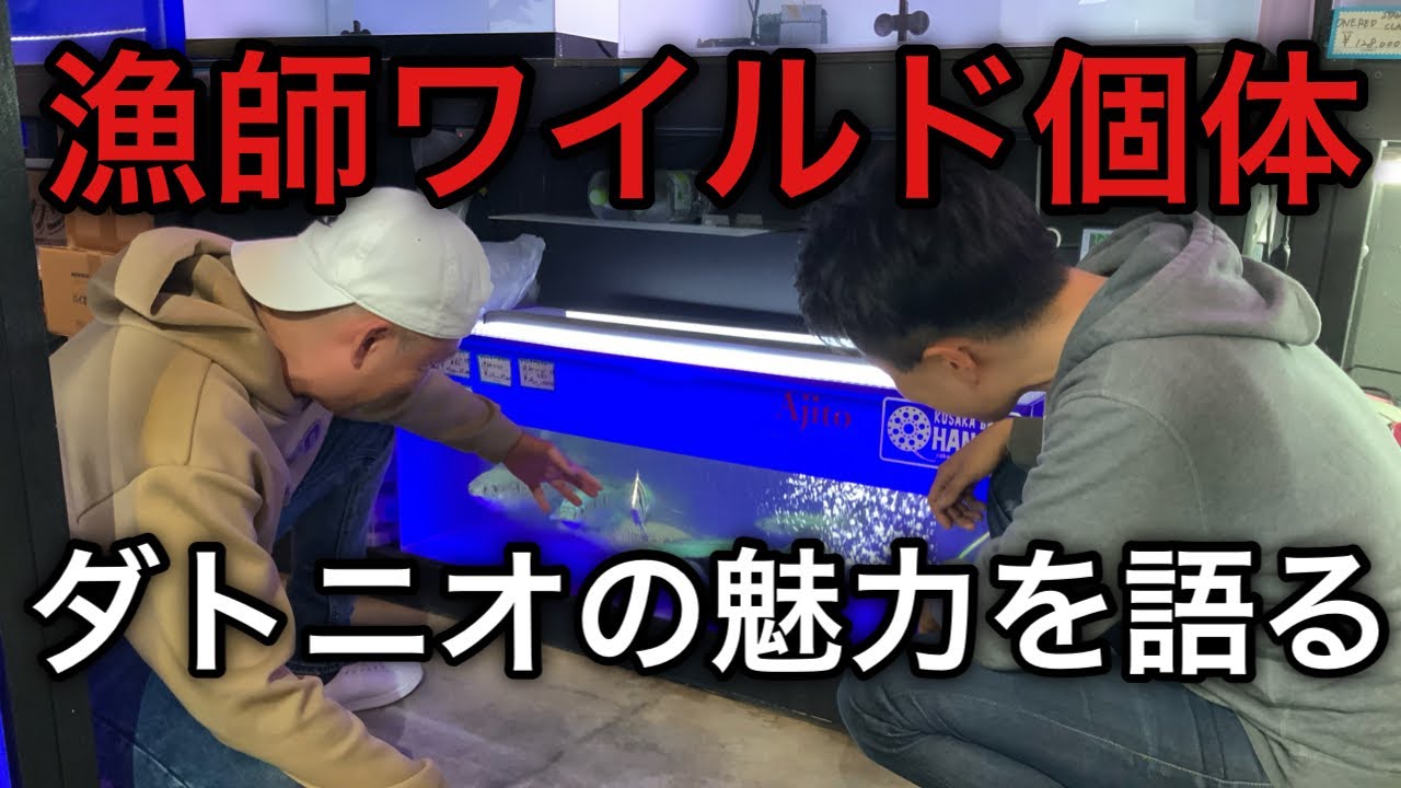 Что такое «дикий экземпляр, выловленный рыбаком»?! Погружаемся глубже в очарование Датнио.