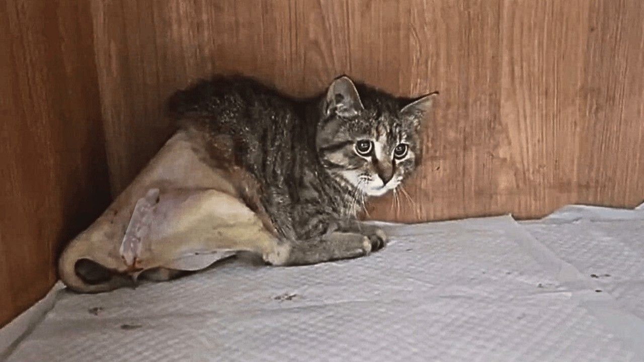 В потоке машин нашёл раненого котёнка, осмотр ошеломил, но её взгляд говорил, что она хочет жить