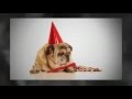 Aunt Darlene's Dog Boarding, Pet Sitting & Dog Walking in New Jersey (NJ) Non-Kennel Aunt Darlene's Dog Boarding, Pet Sitting & Dog Walking in New Jersey (NJ) Non-Kennel