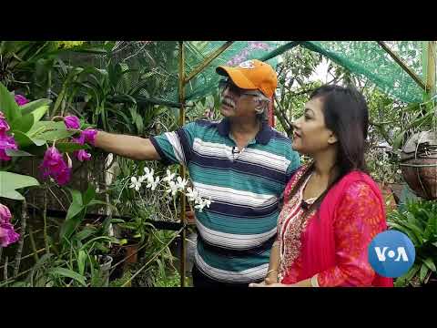 ভিডিও: আভিজাত্য কিভাবে লাগাবেন?