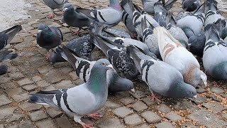 Ale się nam trafił piękny gołąb podczas dokarmiania gołebi pocztowych w Stargardzie 