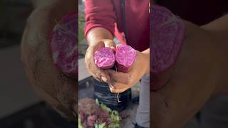 Growing Purple Sweet Potato in Bags #shorts