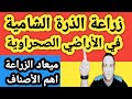 زراعة الذرة الشامية في الأراضي الصحراوية وأهم وأفضل الأصناف