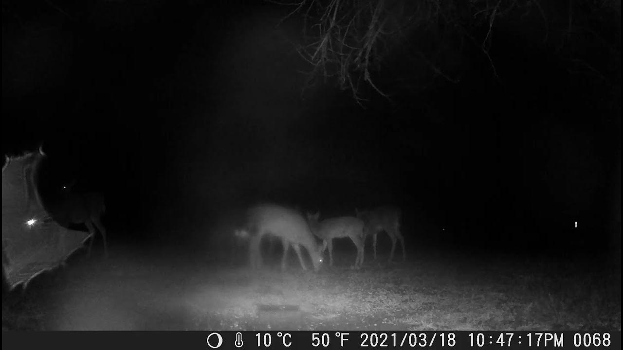 Look ta all the pretty deer together on this foggy night trail cam