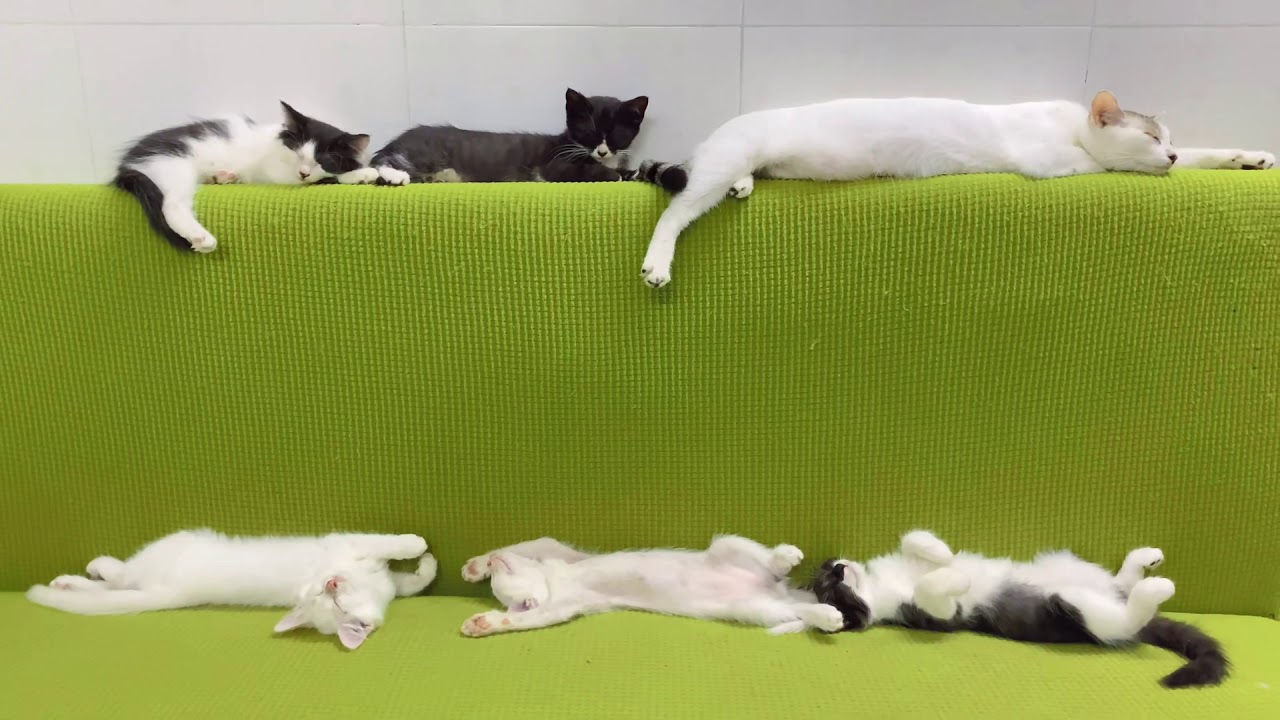 小奶猫仰天大睡 四脚朝天的豪横睡姿 铲屎官表示毫无抵抗力 かわいい猫cute Cat Lindo Gatito 귀여운고양이milyj Kot Susse