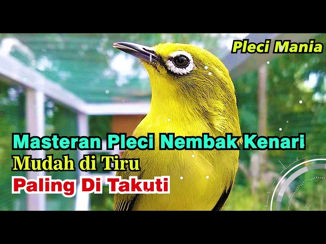 Materi Pleci Nembak Kenari class=