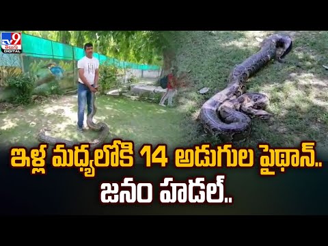 14 ft python enters village in Uttarakhand  @TV9TeluguDigital