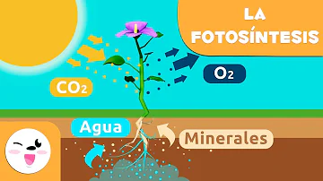 ¿Qué expulsa la fotosíntesis?