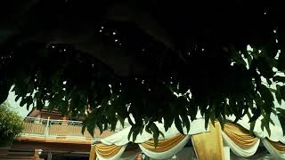 Fatin Nur Alia Wedding Solemnization