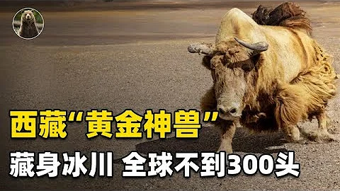 國家一級保護動物“金絲野氂牛”，全球不足300頭，藏身冰川之中【萬物靈】 - 天天要聞