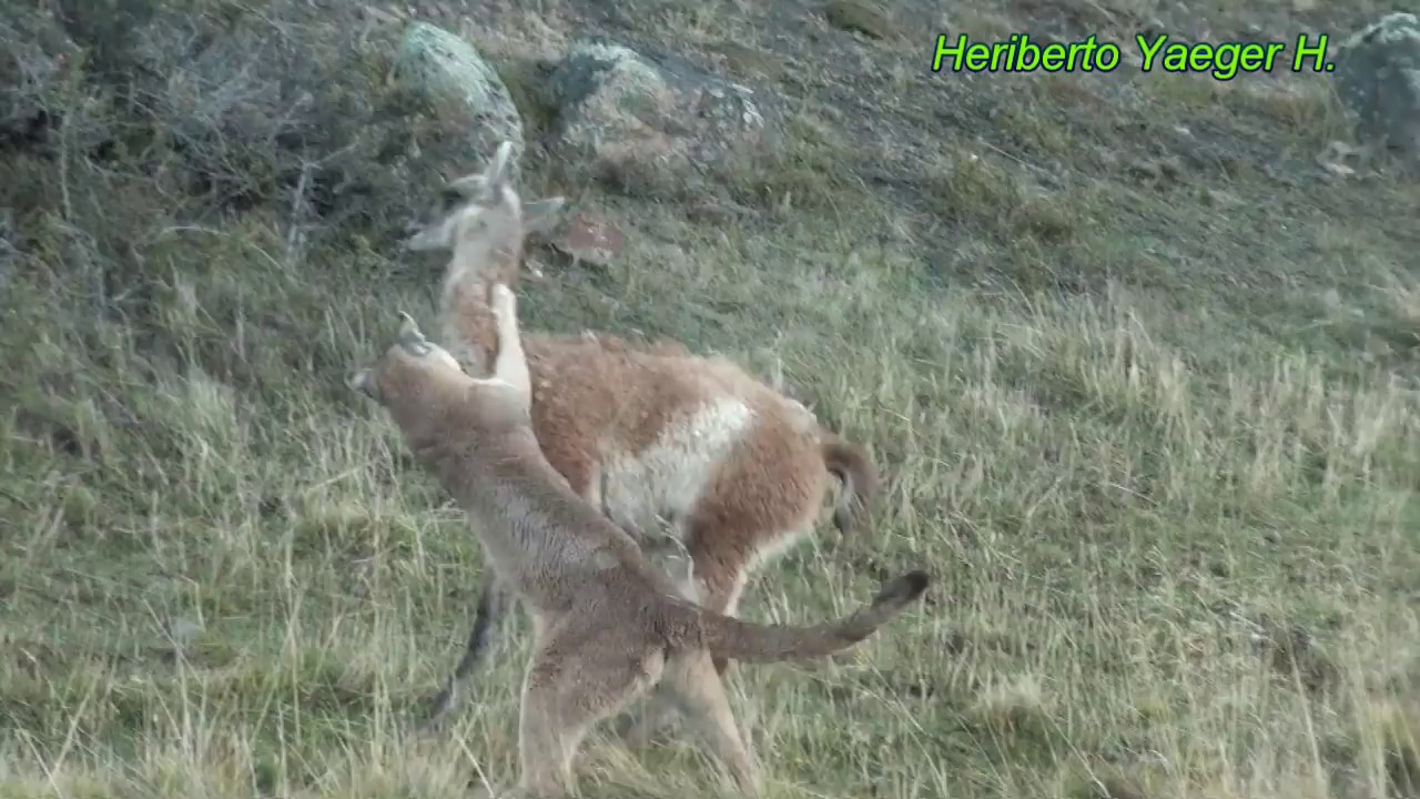 Puma a un guanaco | Torres del Paine | - YouTube