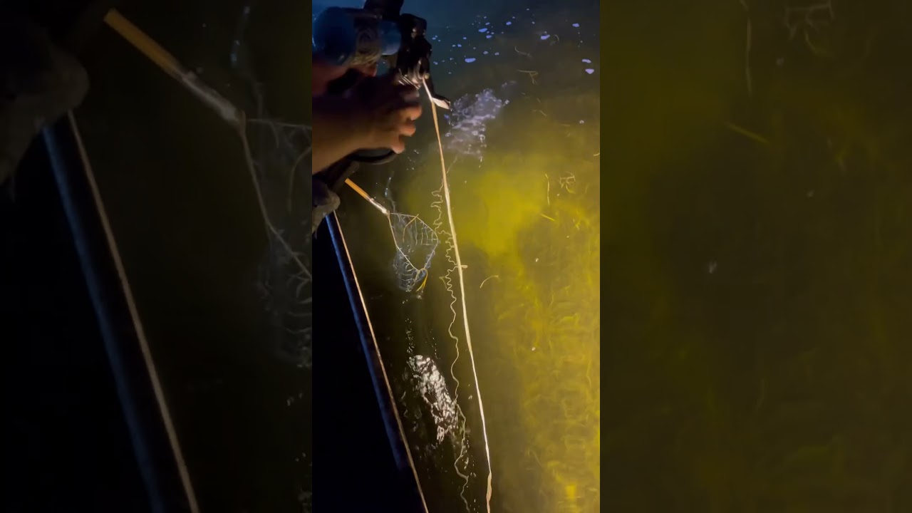 How To Miss a Sheepshead! 