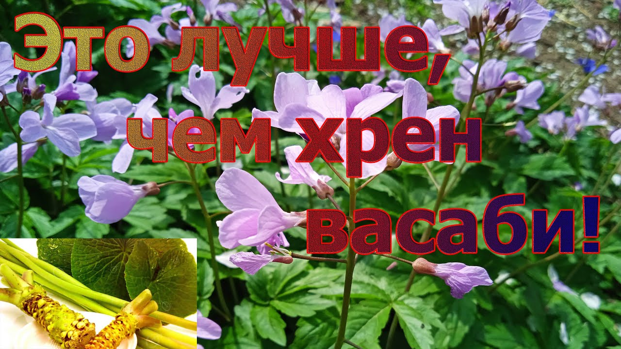 Это лучше, чем хрен васаби! It's better than wasabi horseradish!