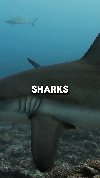 Aggressive Bull Sharks 🦈 #facts #shorts #youtubeshorts - YouTube