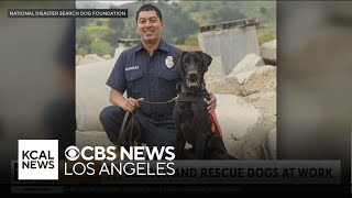 Search and rescue dogs at work in the wildfires