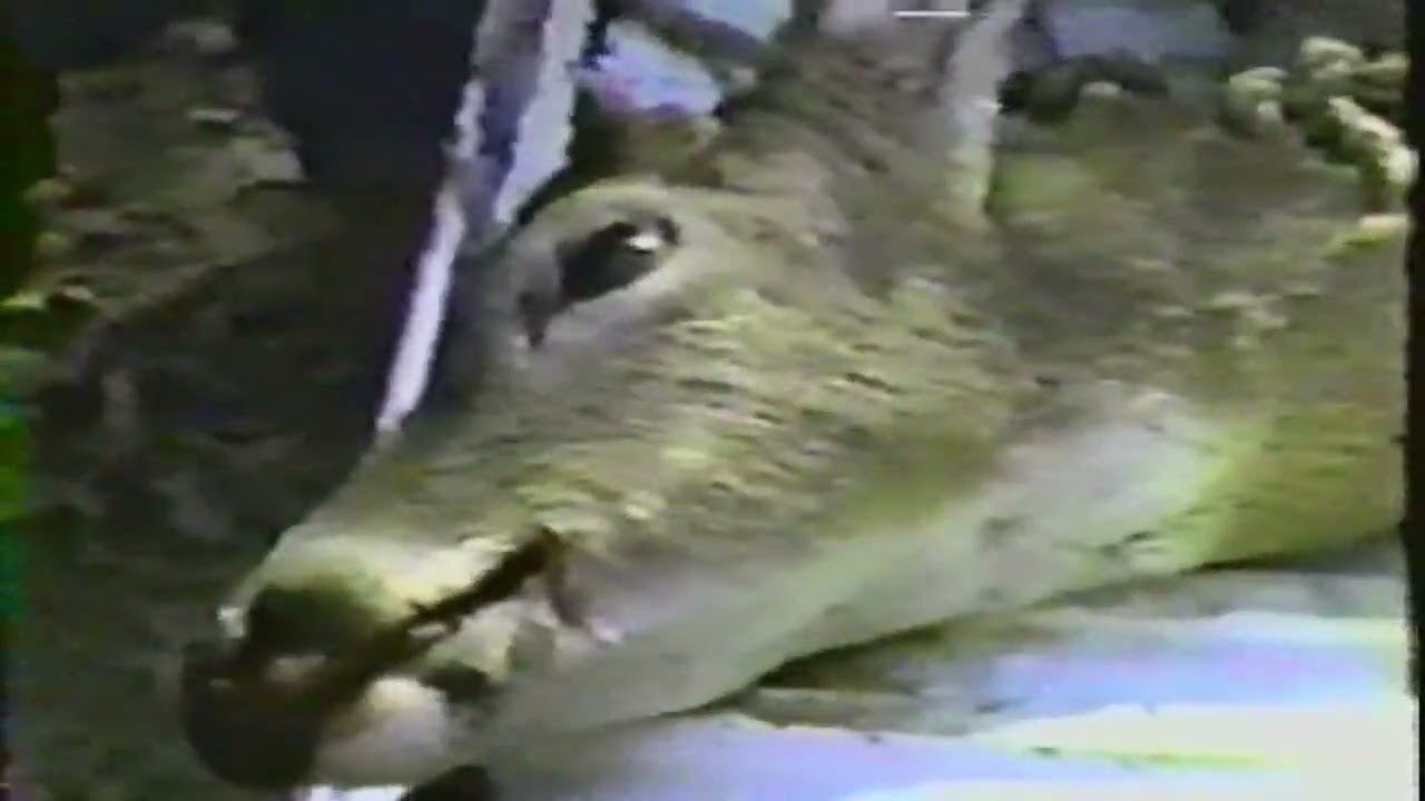 The OGs of Witte City Deer Camp - Tailgate Tales