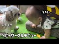 見守り続ける優しいシーズー犬【ベビーサークルデビュー】