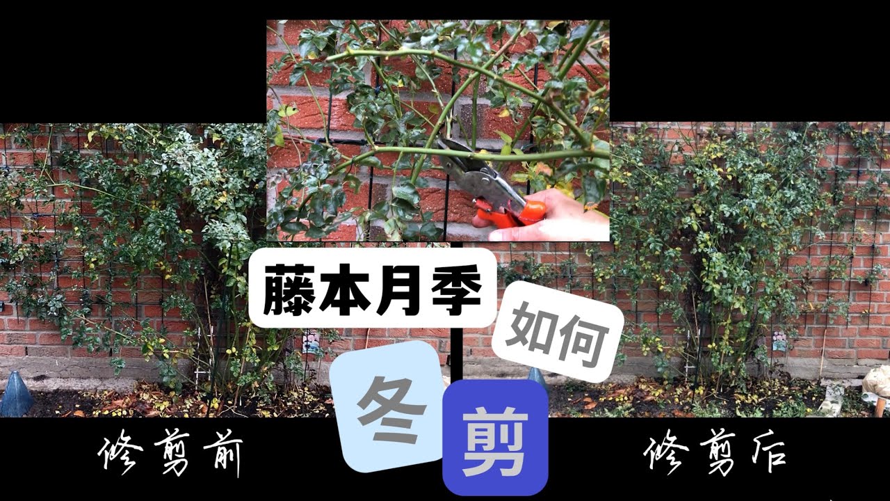 庭院藤本月季冬季修剪要点和注意事项/藤本月季冬剪/Kletterrose Rosa Pirouette schneiden im Winter/16.12.2021