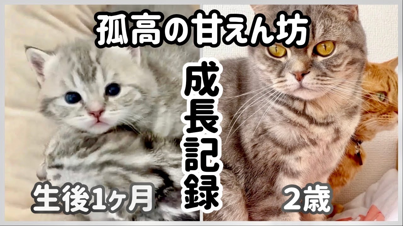 仲良しすぎる猫親子の姿に癒されました。 - YouTube