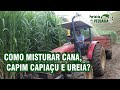 Como misturar cana + capim capiaçu + ureia?