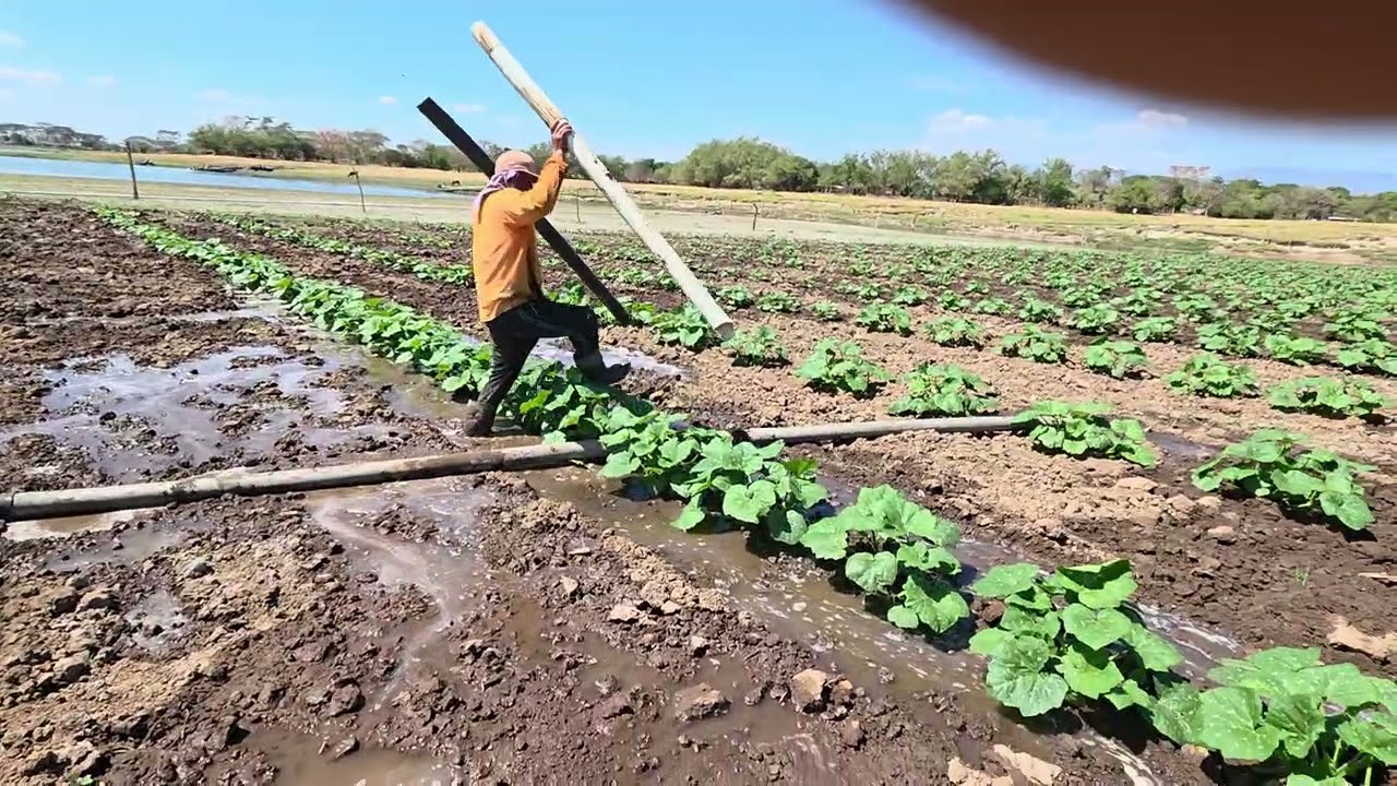 Este joven solito cultiva 4 manzanas en el gran sol..