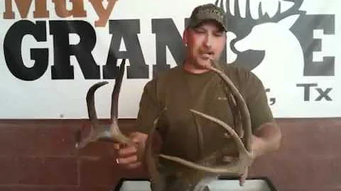 Kenneth Ryman - Muy Grande Deer Contest
