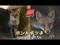 【日本の動物】キツネの生態〜とても短い狐の寿命 その理由〜（Fox）