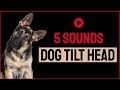 5 Sounds To Make Your Dog Tilt Head