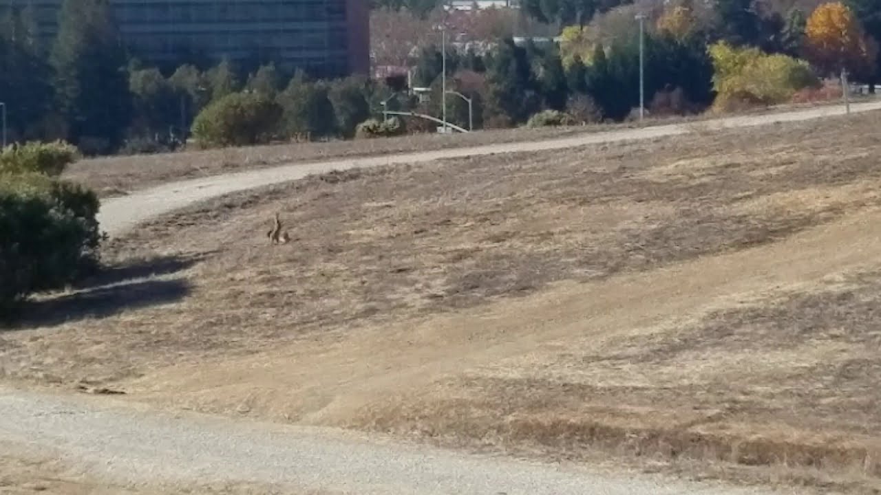 Jack Rabbits bouncing