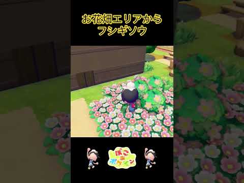 【ぽこポケ】お花畑にフシギソウ登場！#shorts #ゲーム実況 #ぽこあポケモン
