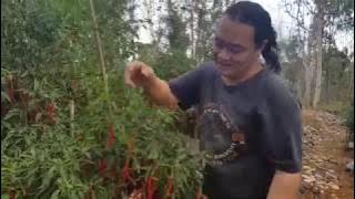 Cabai Keriting di Lab Outdoor Javamas Agrophos