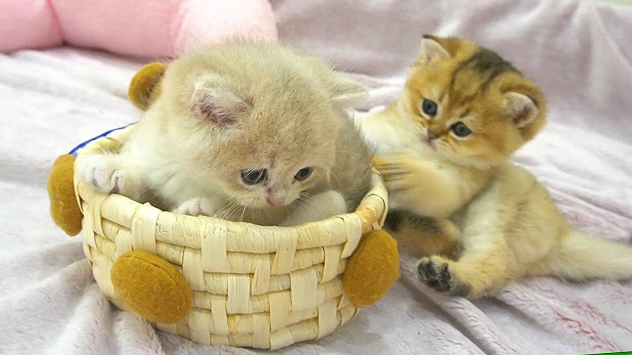 A playful day for mischievous kittens next to their gentle mother cat
