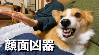 怒る犬 Youtube