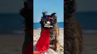 Unleash the Fun with SUMMERDAWGSTORE: Your Go-To for Cool Doggo Summer Essentials