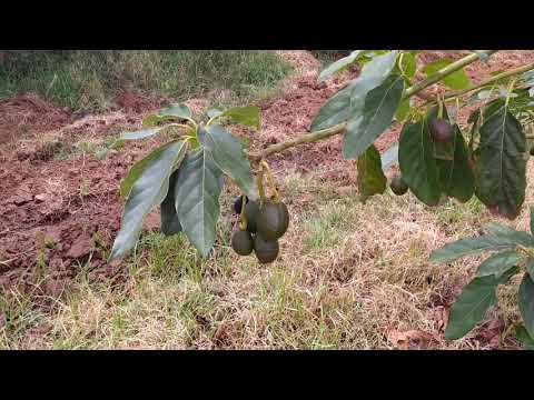 فيديو: معلومات Chinquapin - كيفية زراعة أشجار Chinquapin الذهبية