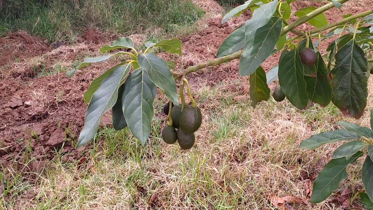 مشروع زراعة شجرة الافوكادو هل هو مربح......