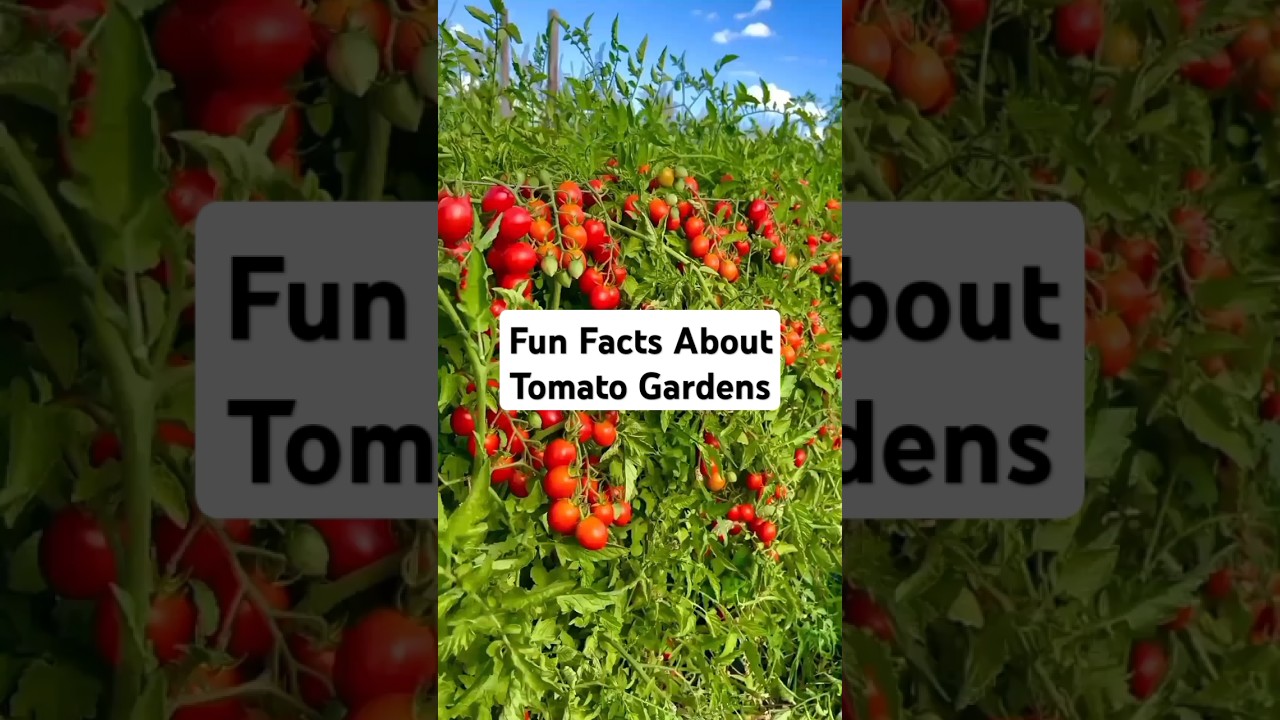 Fun Facts About Tomato Gardens!!