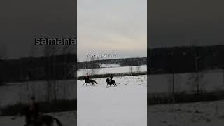 Sanoin Iha Oikeesti Noin Ja Samana Päivänä Sit Tipuin