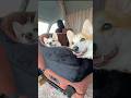 秒で顎乗せするコーギー🐶ふかふかドライブベッドが最高だったLealchum004 L